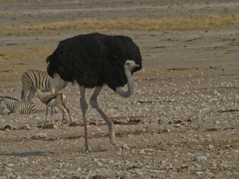 Okaukuejo, Ostrich
